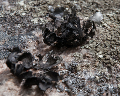 Xanthoparmelia hottentotta