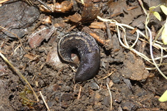 Limax cinereoniger