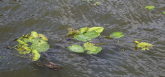 Nuphar lutea
