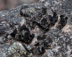 Xanthoparmelia hottentotta