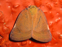 Ricania sublimata