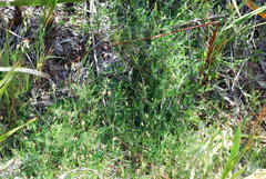 Psoralea asarina