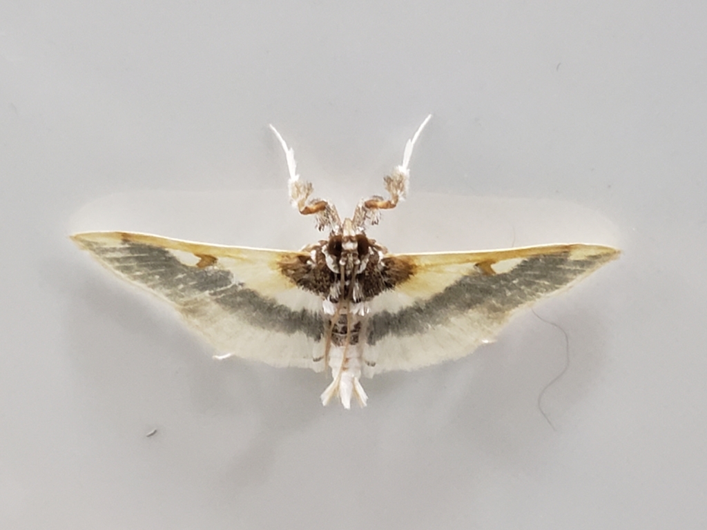 Apilocrocis cephalis