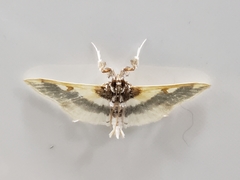 Apilocrocis cephalis