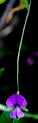 Psoralea asarina