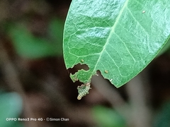 Lebadea martha parkeri