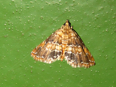 Elophila turbata