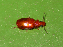 Parena cavipennis