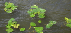 Nuphar lutea