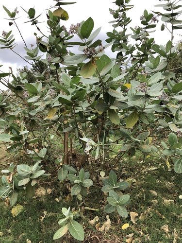 Calotropis gigantea image