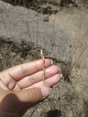 Elymus nodosus
