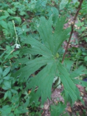 Aconitum lasiostomum