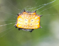 Isoxya tabulata