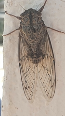 Cicada barbara lusitanica