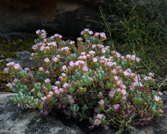 Oscularia lunata