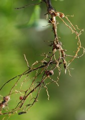Psoralea asarina