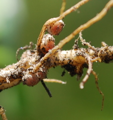 Psoralea asarina