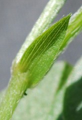 Psoralea asarina