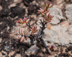 Crassula tetragona