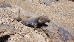 Gallotia galloti galloti