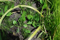 Psoralea asarina