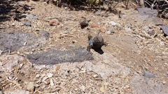 Gallotia galloti galloti