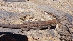 Gallotia galloti galloti