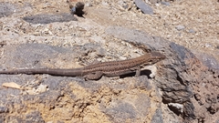 Gallotia galloti galloti