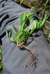 Psoralea asarina