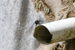 Orthetrum triangulare