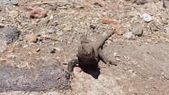 Gallotia galloti galloti