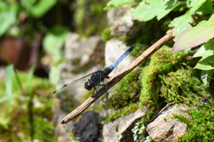 Orthetrum triangulare