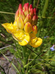 Ceratandra grandiflora