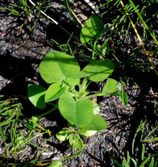 Psoralea asarina