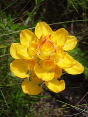 Ceratandra grandiflora