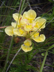 Ceratandra grandiflora