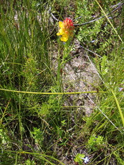 Ceratandra grandiflora