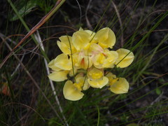 Ceratandra grandiflora