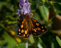 Metisella metis metis
