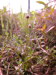 Eriocaulon cinereum