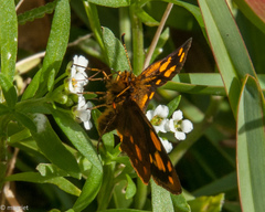 Metisella metis metis