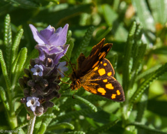 Metisella metis metis
