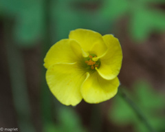 Oxalis pes-caprae pes-caprae