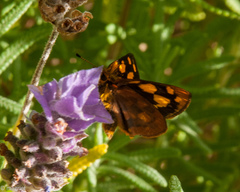Metisella metis metis