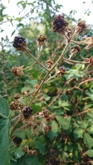 Rubus carpetanus