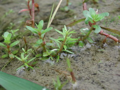 Rotala mexicana