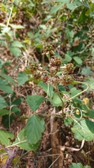 Rubus carpetanus