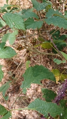 Rubus carpetanus