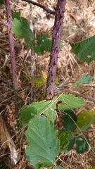 Rubus carpetanus