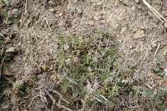 Thymus dzevanovskyi